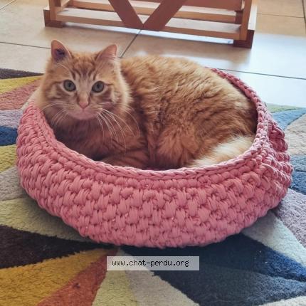 Photo 1/1 Cat reunited Lost in Villeveyrac