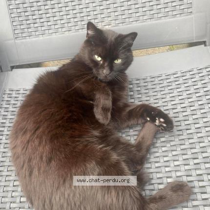 Foto 1/1 Kat teruggevonden Vermist in Gilly Charleroi