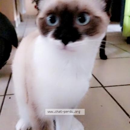 Photo 1/1 Chaussette Chat lost in Mesnard la barotiere