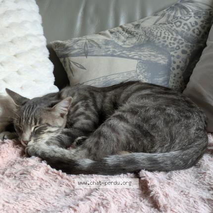 Photo 1/1 Ulie Chat lost in Civens