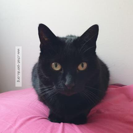 Photo 1/1 Baghira Chat lost in Maison laffitte