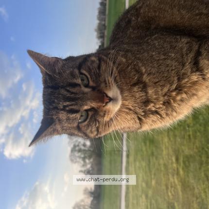 Photo 2/2 Stromae Chat lost in St laurent des vignes