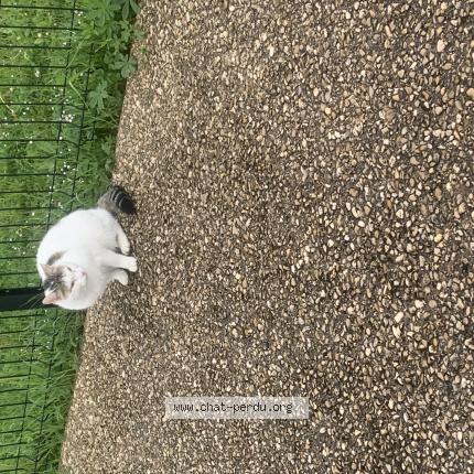 Photo 1/1 Found cat Found in Bezannes