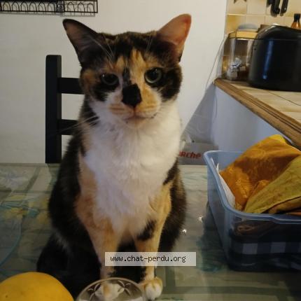 Photo 1/1 Suzy Chat lost in Maraussan