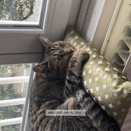 Photo 1/1 Bela Chat lost in Orleans