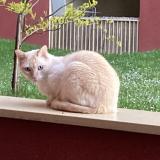 Picture of cat lost at Carrieres Sous Poissy