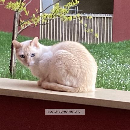 Photo 1/1 Nuage Chat lost in Carrieres sous poissy