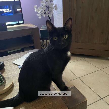 Photo 1/1 Vador Chat lost in Bordeaux