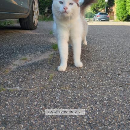 Photo 1/1 Yuki Chat lost in Schoenenbourg