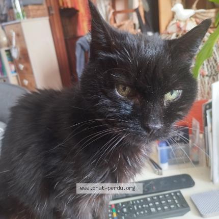 Photo 1/1 Sylvie Aubree Chat lost in Chanteloup les vignes