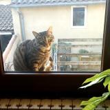 Picture of cat lost at Leguevin