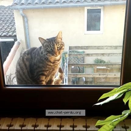 Photo 1/1 Ninja Chat lost in Leguevin