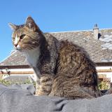 Picture of cat lost at Saint Ouen D Attez