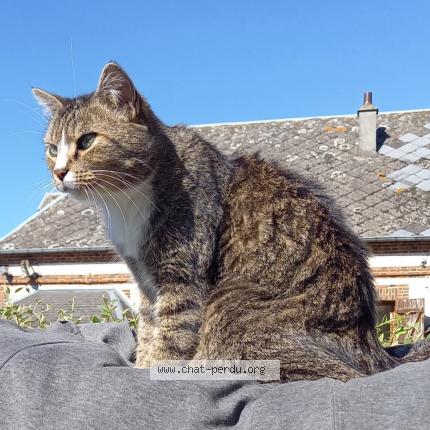Photo 1/1 Chaussette Chat lost in Saint ouen d attez