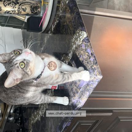 Photo 1/2 Chipi Chat lost in Repentigny chipi est une chatte