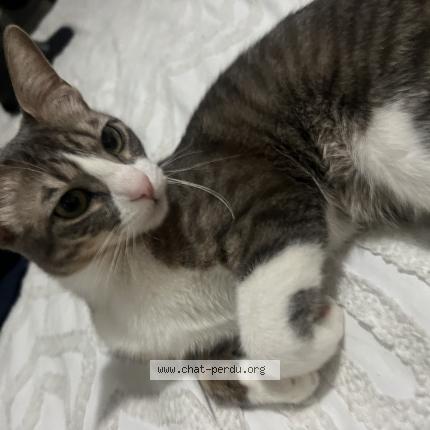 Photo 2/2 Chipi Chat lost in Repentigny chipi est une chatte