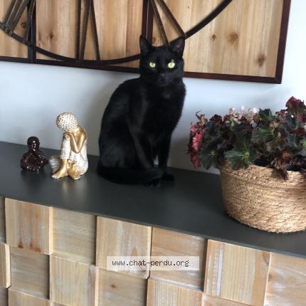 Photo 1/1 Toby Chat lost in Boisme