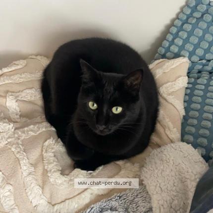 Photo 1/1 YUMY Chat lost in Liffre