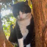 Picture of cat lost at Guipavas