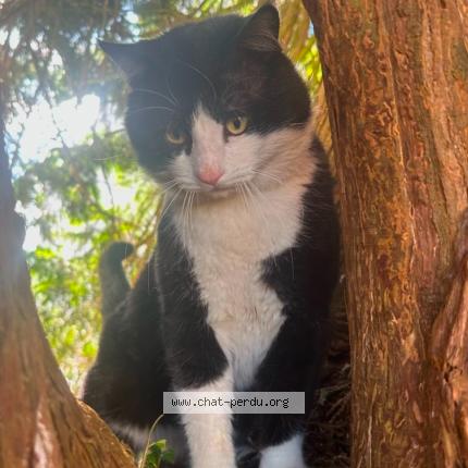 Photo 1/1 Gipsy Chat lost in Guipavas