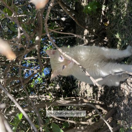Photo 1/1 Snow Chat lost in Montpellier