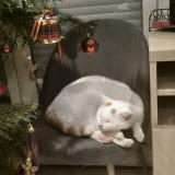 Picture of cat lost at Venissieux