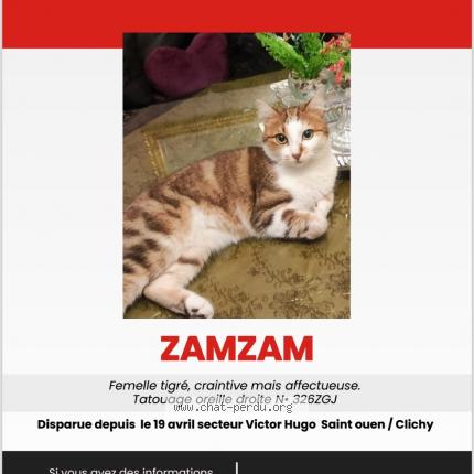 Photo 1/1 Zamzam Chat lost in Saint ouen sur seine