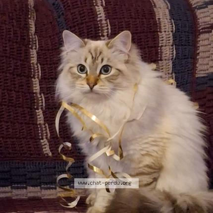 Photo 1/1 Pacha Chat lost in Aigle