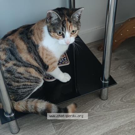 Photo 1/1 Misha Chat lost in Thouare sur loire