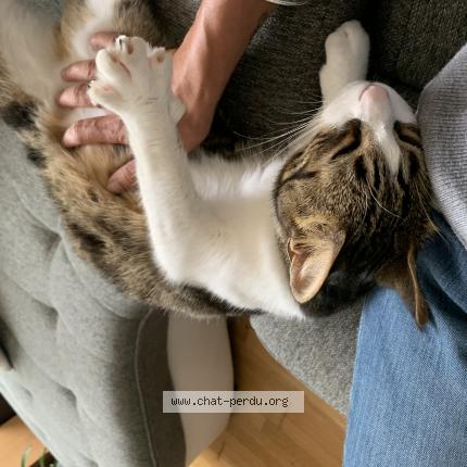 Photo 1/1 Tokyo Chat lost in Lannion