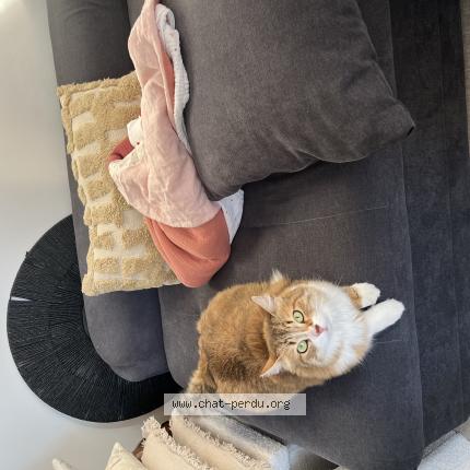 Photo 1/1 Rumba Chat lost in Vienne