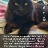 Picture of cat lost at Saint Martin Au Laert