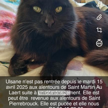 Photo 1/1 Ulsane Chat lost in Saint martin au laert