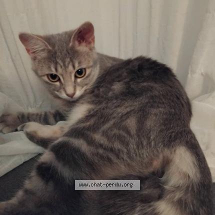 Photo 1/1 BELLA Chat lost in Aimargues