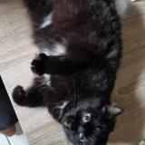 Picture of cat lost at Wizernes