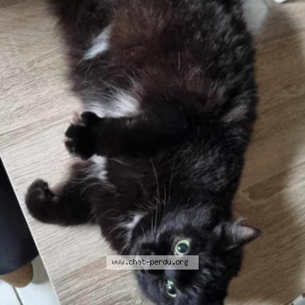 Photo 1/1 Bébé Chat lost in Wizernes