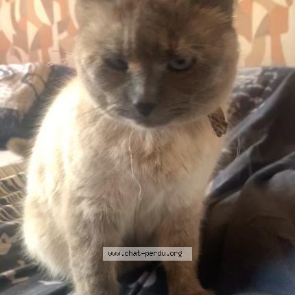 Photo 1/1 sans nom Chat lost in Montbrison