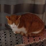 Picture of cat lost at La Roche Sur Yon