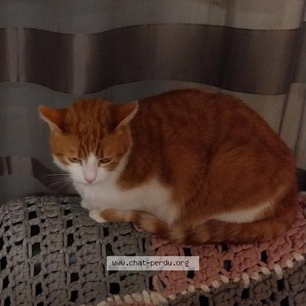 Photo 1/1 Nala Chat lost in La roche sur yon