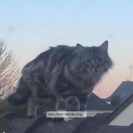 Photo 1/1 Vox Chat lost in Champigne