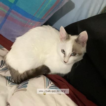 Photo 1/3 Caline Chat lost in Guerande