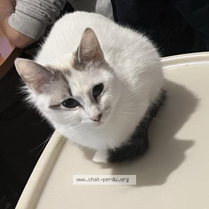 Photo 2/3 Caline Chat lost in Guerande