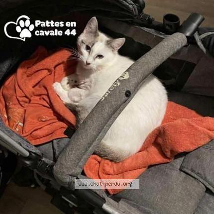 Photo 3/3 Caline Chat lost in Guerande