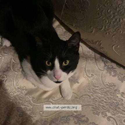 Photo 1/1 Venom Chat lost in Chelles