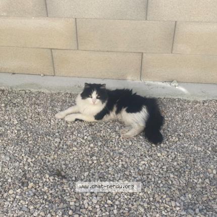 Photo 1/1 Mimine Chat lost in Audincourt