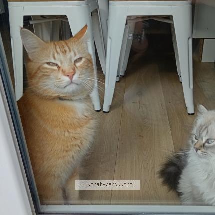 Photo 1/1 Hugo Chat lost in Cosne cours sur loire