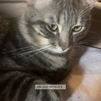 Photo 1/1 Chaton Chat lost in Corbeil essonnes