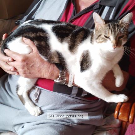 Photo 1/1 Pompom Chat lost in Laval sur tourbes