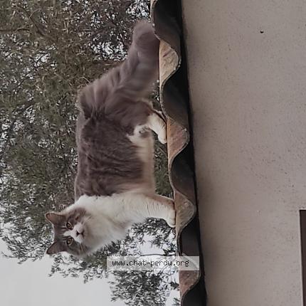 Photo 1/1 Bouddha Chat lost in Aimargues