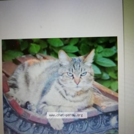 Photo 1/1 FRANCOISE WAJCNER Chat lost in Sainte livrade sur lot